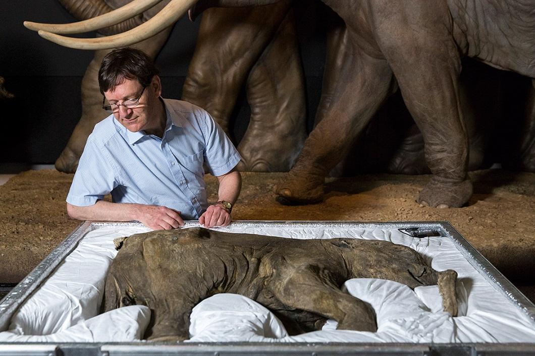 Фотография: 42000-летний мамонтенок прибыл в лондонский Музей естественной истории №4 - BigPicture.ru