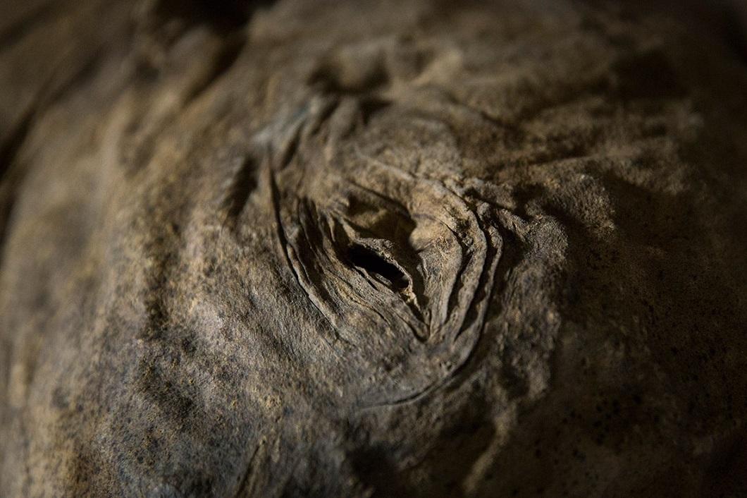 Фотография: 42000-летний мамонтенок прибыл в лондонский Музей естественной истории №5 - BigPicture.ru