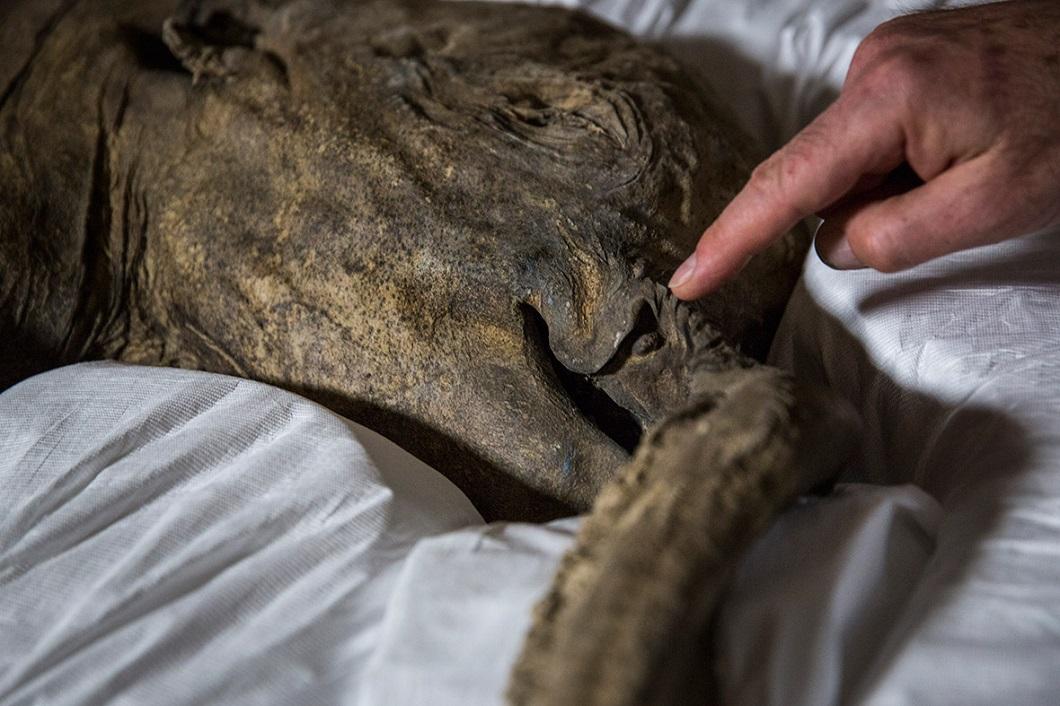 Фотография: 42000-летний мамонтенок прибыл в лондонский Музей естественной истории №6 - BigPicture.ru