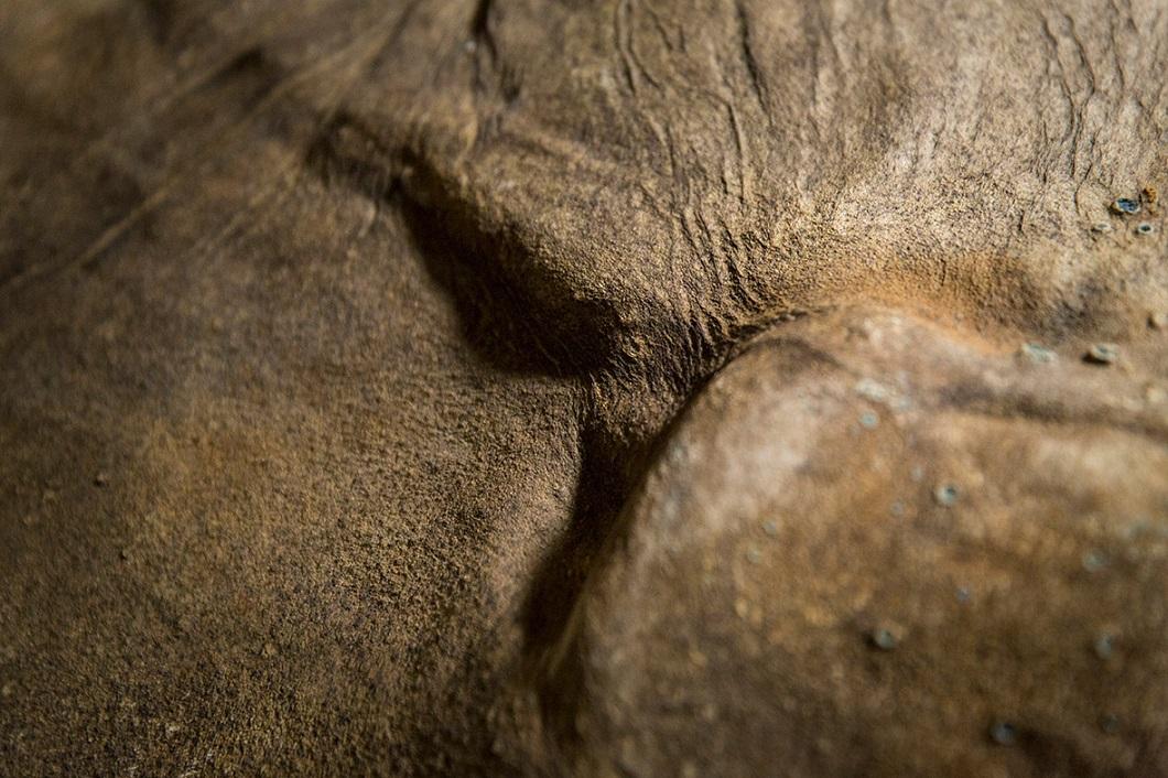 Фотография: 42000-летний мамонтенок прибыл в лондонский Музей естественной истории №7 - BigPicture.ru