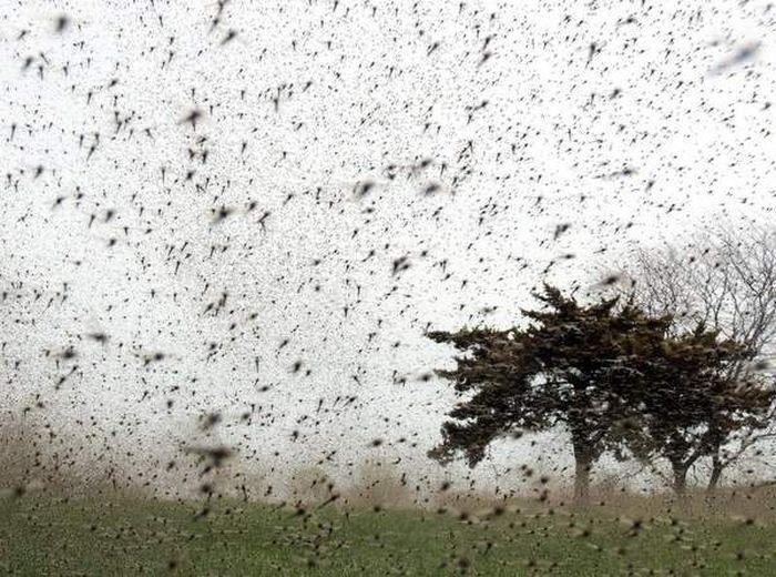 Фотография: Нашествие комаров в Висконсине №1 - BigPicture.ru