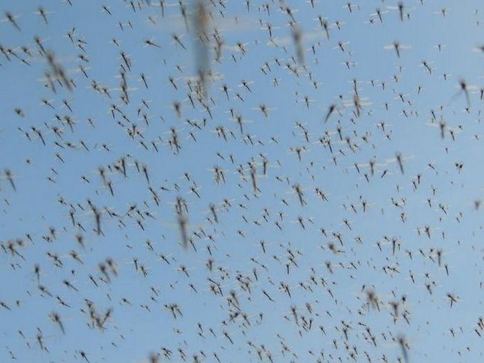 Фотография: Нашествие комаров в Висконсине №4 - BigPicture.ru