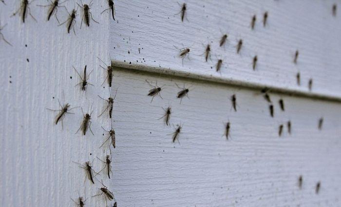 Фотография: Нашествие комаров в Висконсине №15 - BigPicture.ru