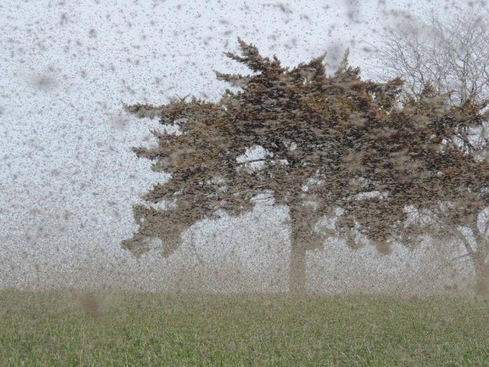 Фотография: Нашествие комаров в Висконсине №20 - BigPicture.ru