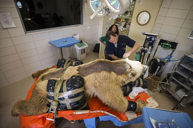 Фотография: В Израиле впервые сделали операцию на позвоночнике медведю №1 - BigPicture.ru