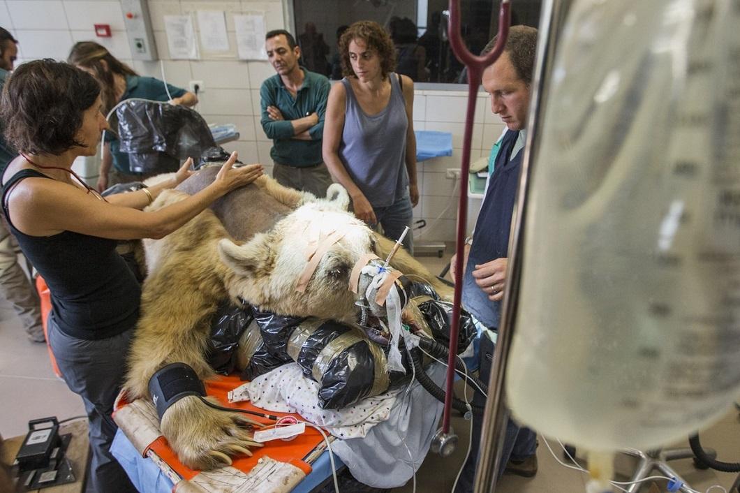 Фотография: В Израиле впервые сделали операцию на позвоночнике медведю №2 - BigPicture.ru