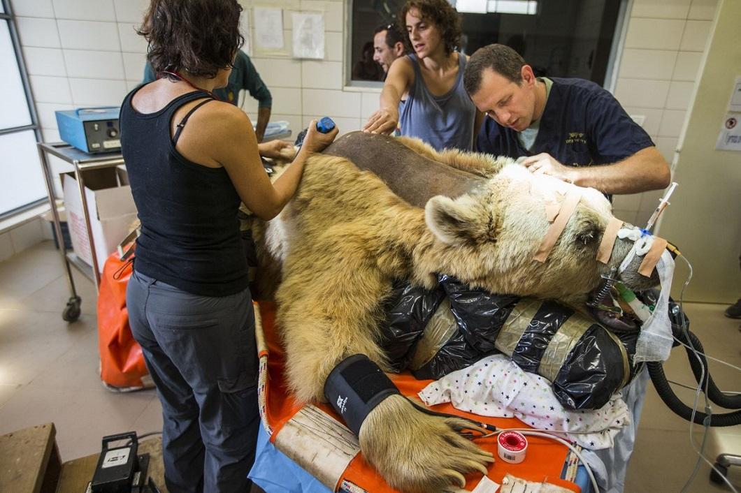 Фотография: В Израиле впервые сделали операцию на позвоночнике медведю №3 - BigPicture.ru