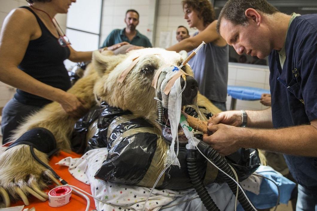 Фотография: В Израиле впервые сделали операцию на позвоночнике медведю №4 - BigPicture.ru