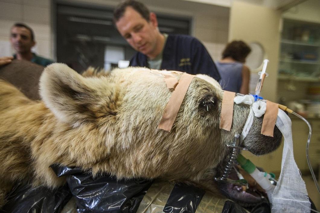 Фотография: В Израиле впервые сделали операцию на позвоночнике медведю №5 - BigPicture.ru