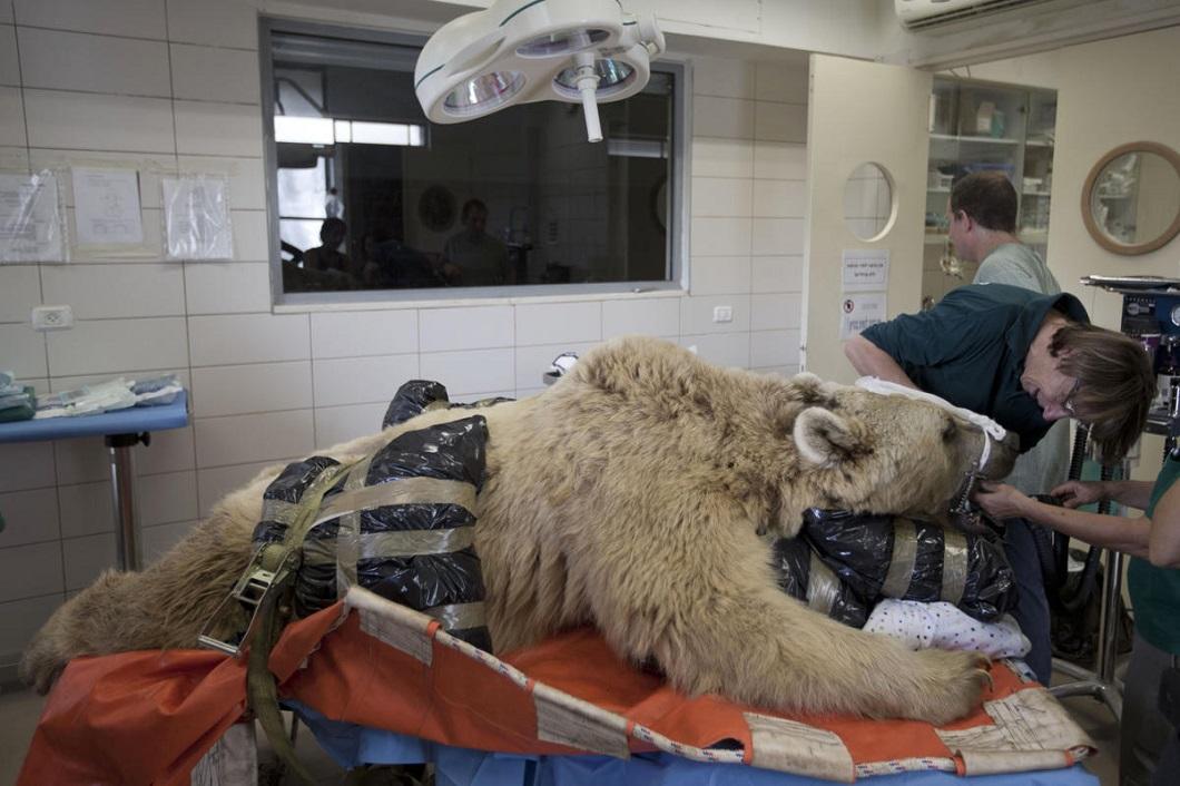 Фотография: В Израиле впервые сделали операцию на позвоночнике медведю №6 - BigPicture.ru