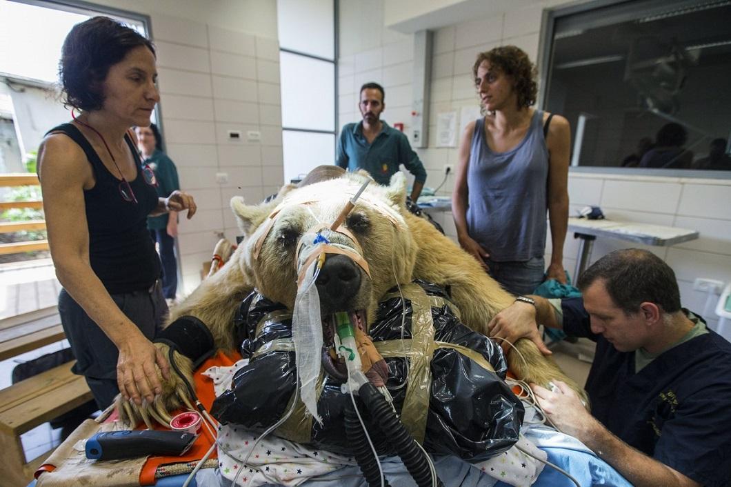 Фотография: В Израиле впервые сделали операцию на позвоночнике медведю №7 - BigPicture.ru