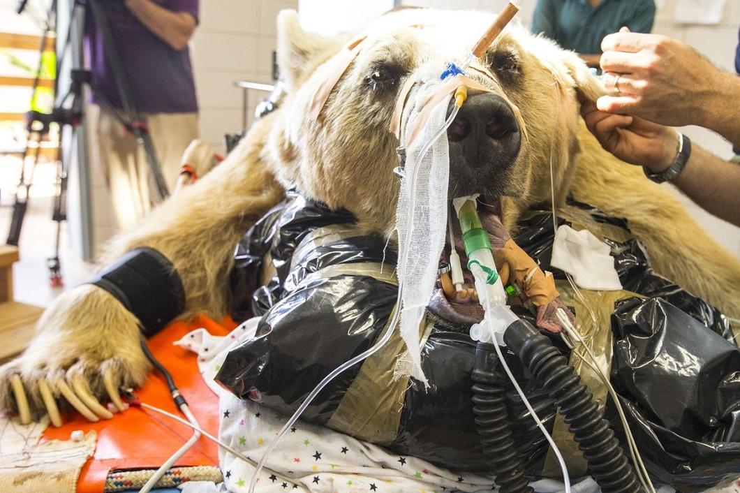 Фотография: В Израиле впервые сделали операцию на позвоночнике медведю №8 - BigPicture.ru