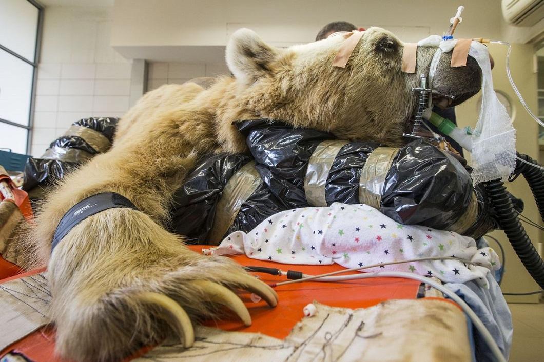 Фотография: В Израиле впервые сделали операцию на позвоночнике медведю №10 - BigPicture.ru