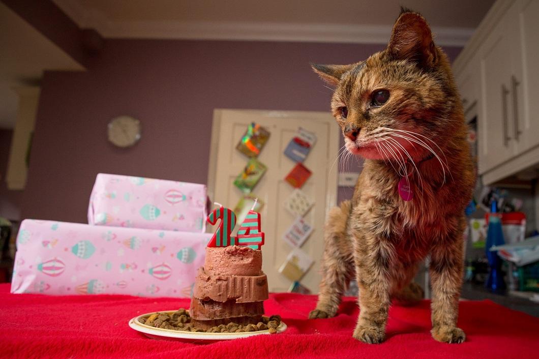 Фотография: Самая старая кошка в мире попала в Книгу рекордов Гиннесса №4 - BigPicture.ru