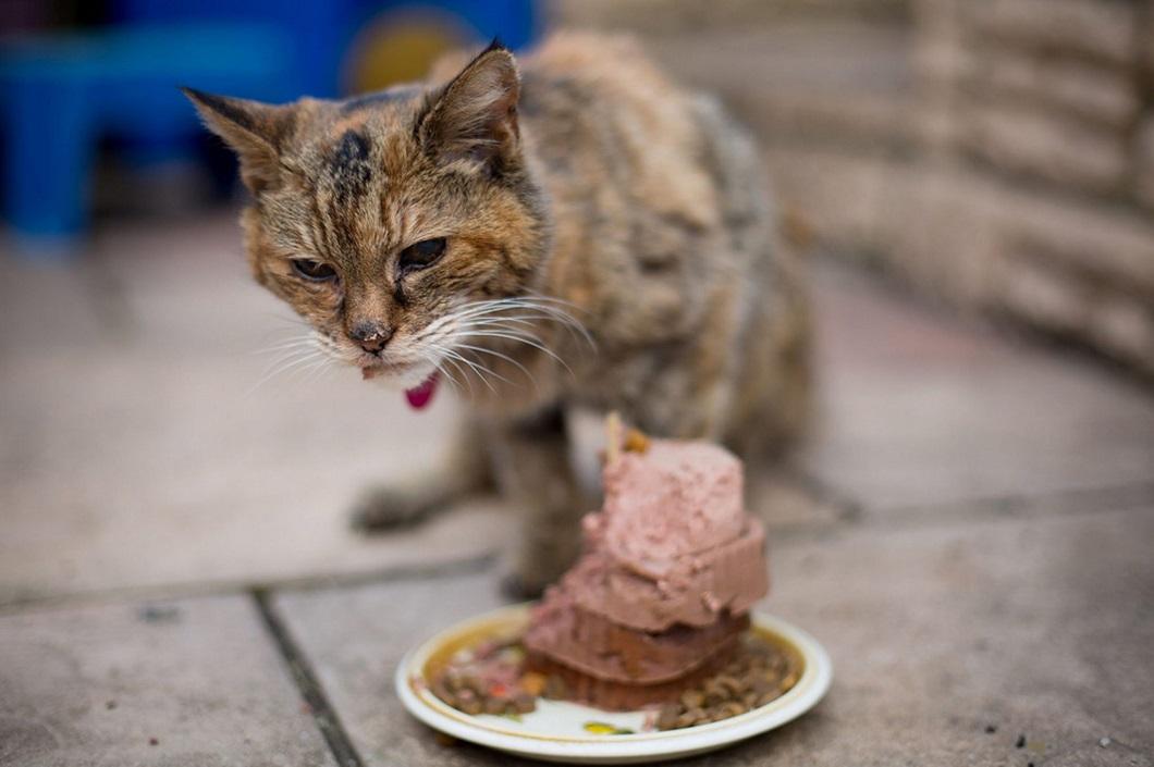 Фотография: Самая старая кошка в мире попала в Книгу рекордов Гиннесса №8 - BigPicture.ru
