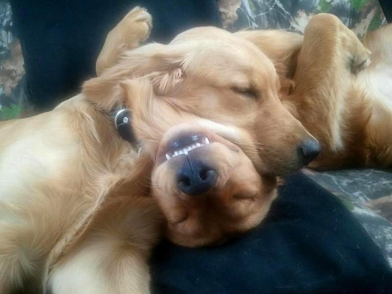 Фотография: 30 собак в самых невообразимых позах во сне №4 - BigPicture.ru