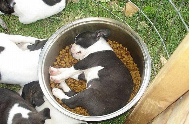 Фотография: 30 собак в самых невообразимых позах во сне №14 - BigPicture.ru