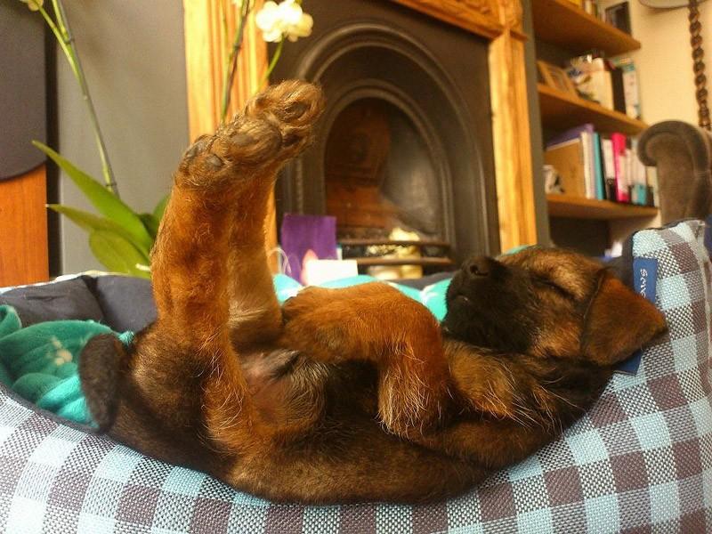 Фотография: 30 собак в самых невообразимых позах во сне №22 - BigPicture.ru