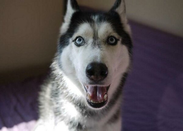 10 удивительных животных, которые умеют говорить