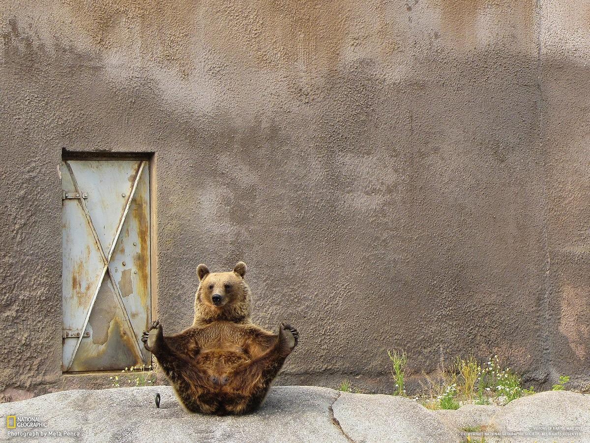 Фотография: 20 животных, которые занимаются йогой лучше, чем вы №4 - BigPicture.ru