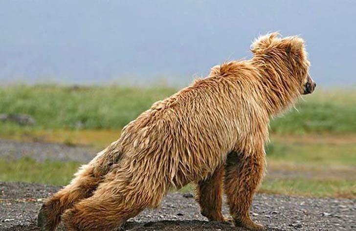 Фотография: 20 животных, которые занимаются йогой лучше, чем вы №7 - BigPicture.ru