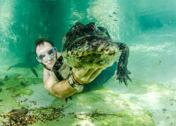 Отважные любители животных плавают со спасенными аллигаторами