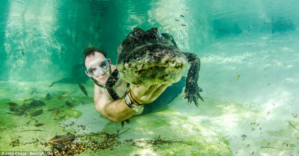 Фотография: Отважные любители животных плавают со спасенными аллигаторами №3 - BigPicture.ru
