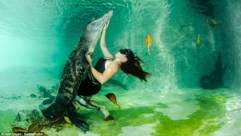 Фотография: Отважные любители животных плавают со спасенными аллигаторами №4 - BigPicture.ru