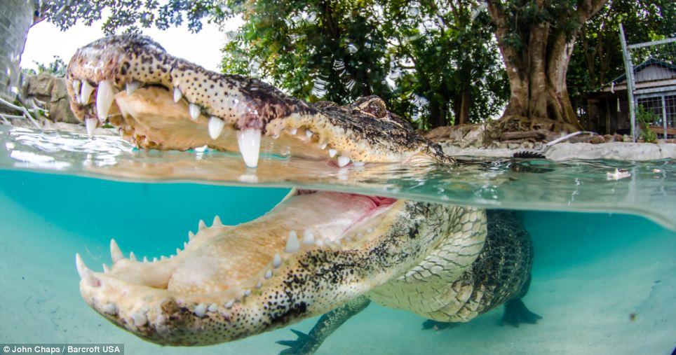 Фотография: Отважные любители животных плавают со спасенными аллигаторами №6 - BigPicture.ru