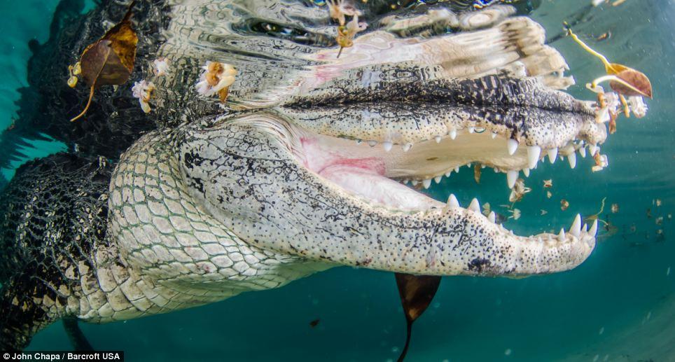 Фотография: Отважные любители животных плавают со спасенными аллигаторами №8 - BigPicture.ru