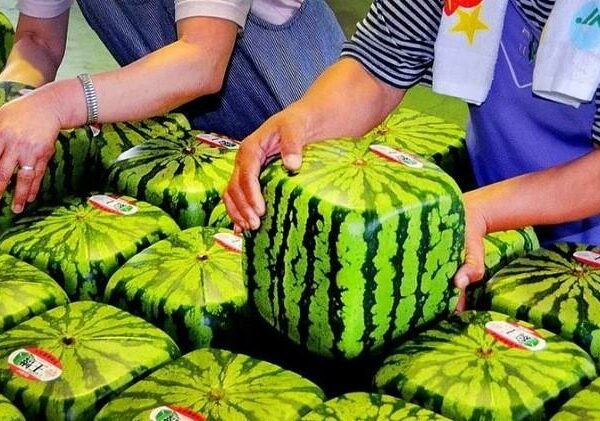 10 самых дорогих продуктов питания в Японии