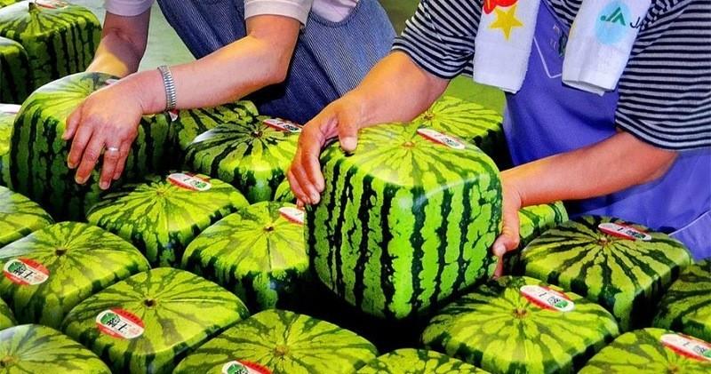 Фотография: 10 самых дорогих продуктов питания в Японии №1 - BigPicture.ru