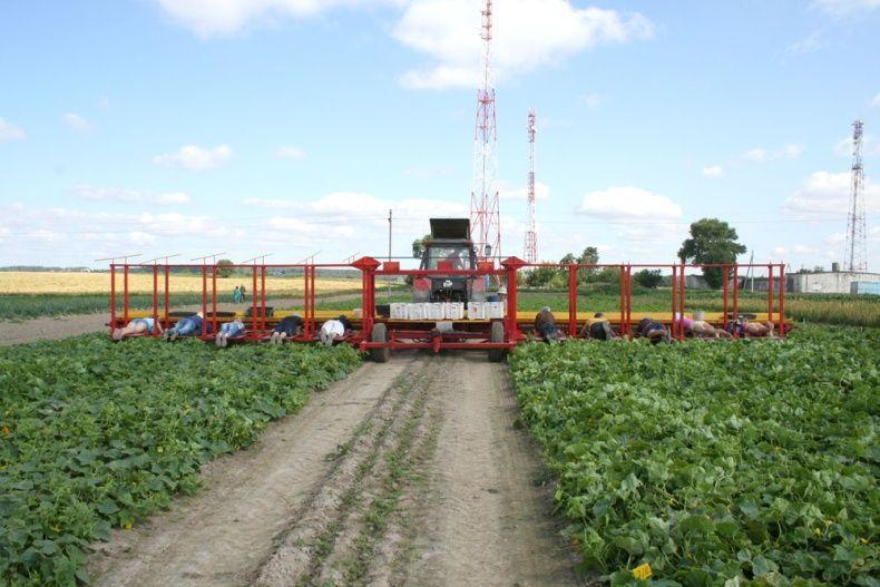 Фотография: Сбор урожая огурцов по-белорусски №5 - BigPicture.ru