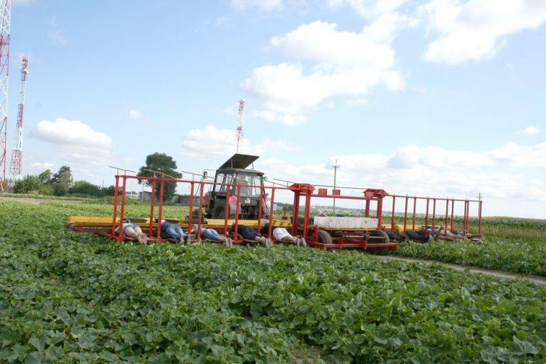 Фотография: Сбор урожая огурцов по-белорусски №8 - BigPicture.ru