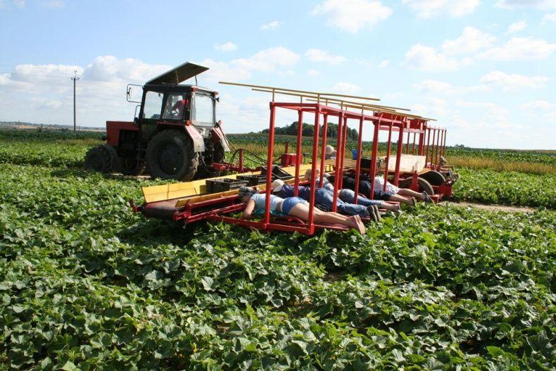 Фотография: Сбор урожая огурцов по-белорусски №9 - BigPicture.ru