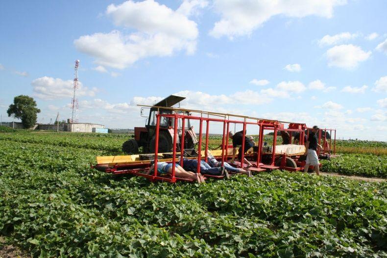 Фотография: Сбор урожая огурцов по-белорусски №12 - BigPicture.ru