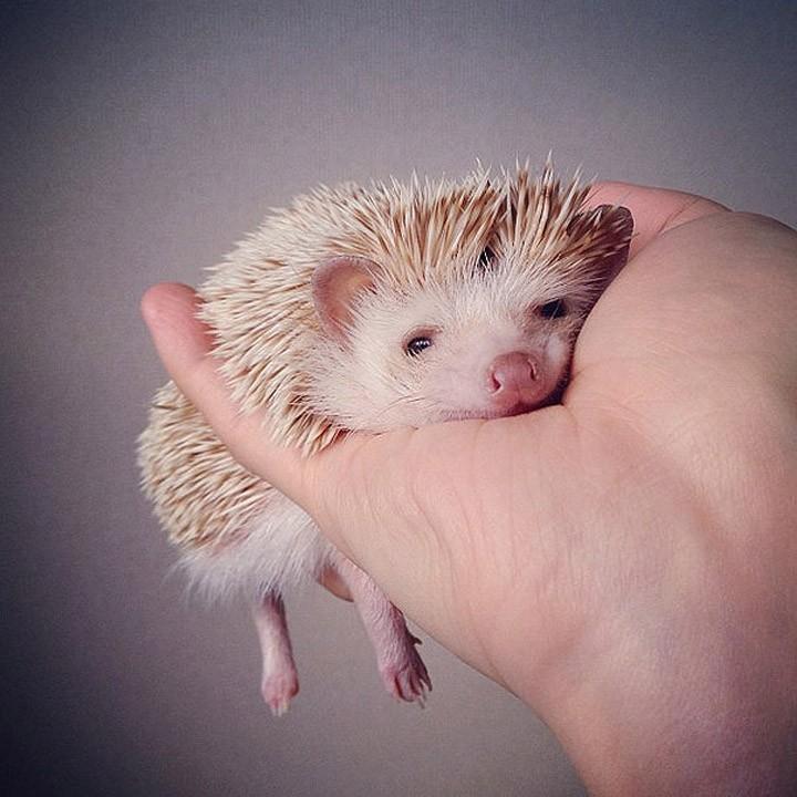 Фотография: Топ-10 самых популярных животных в Instagram №4 - BigPicture.ru