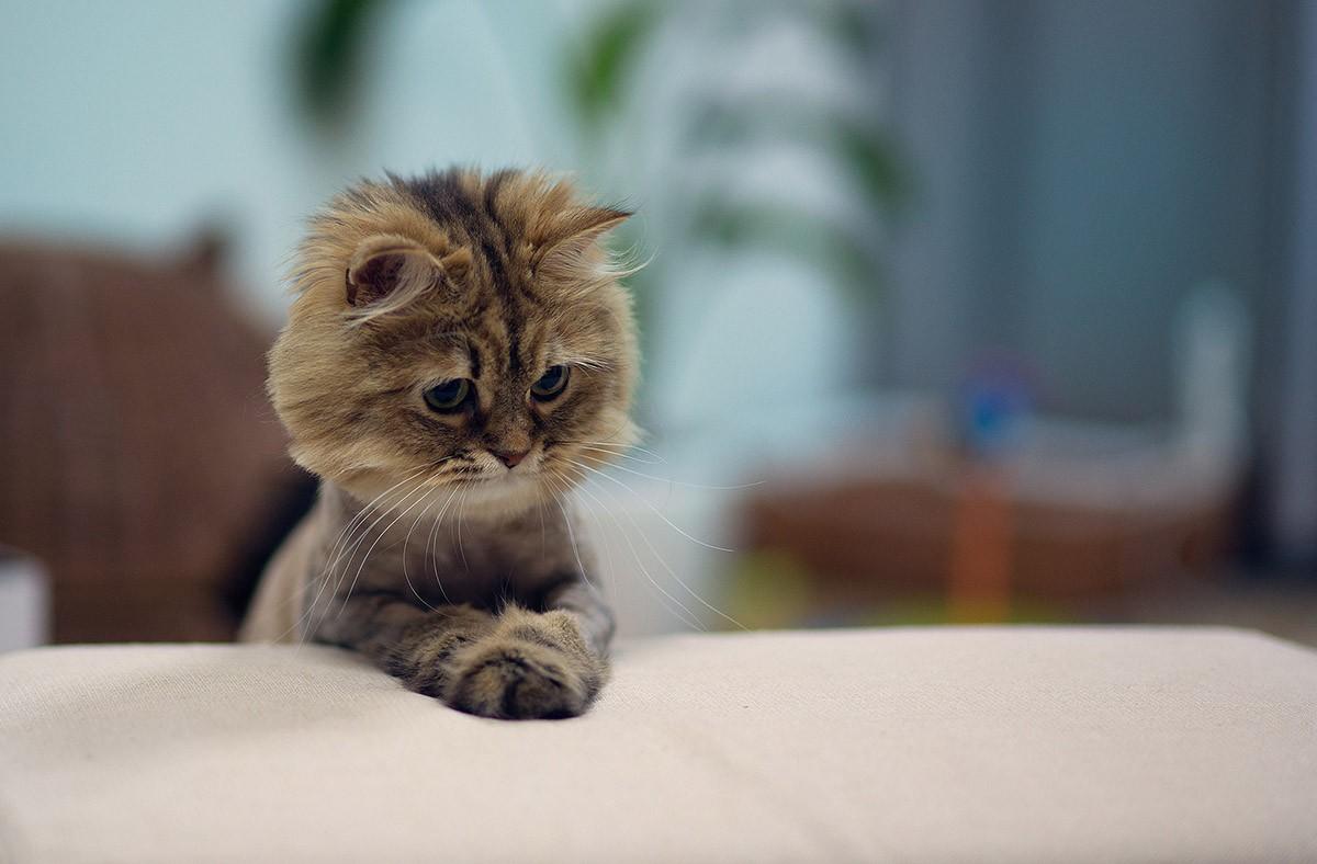 Фотография: 100 лучших фотографий кошек всех времен и народов №37 - BigPicture.ru