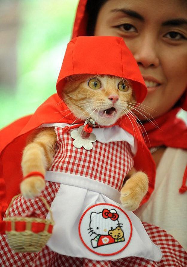 Фотография: 100 лучших фотографий кошек всех времен и народов №53 - BigPicture.ru