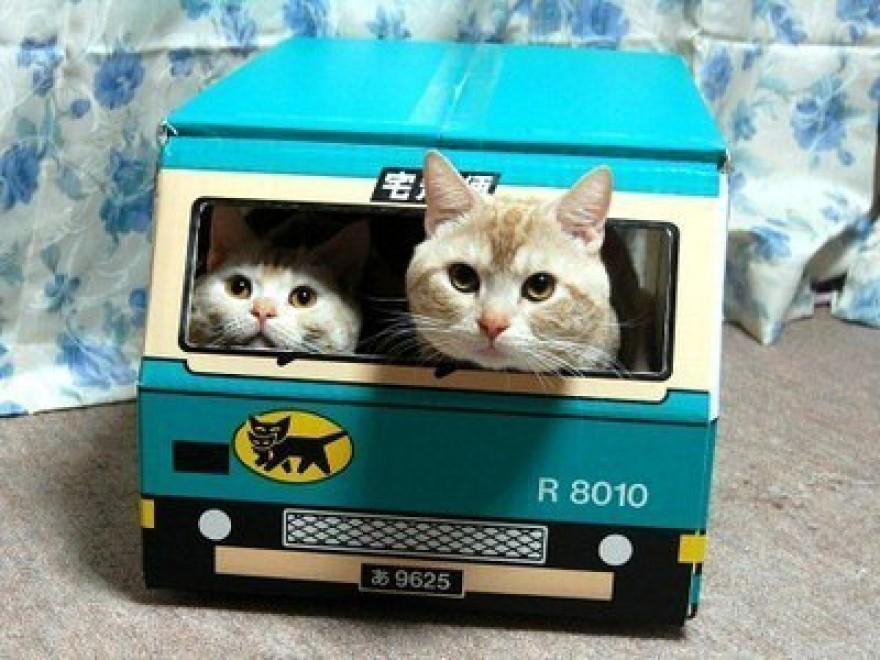 Фотография: 100 лучших фотографий кошек всех времен и народов №84 - BigPicture.ru