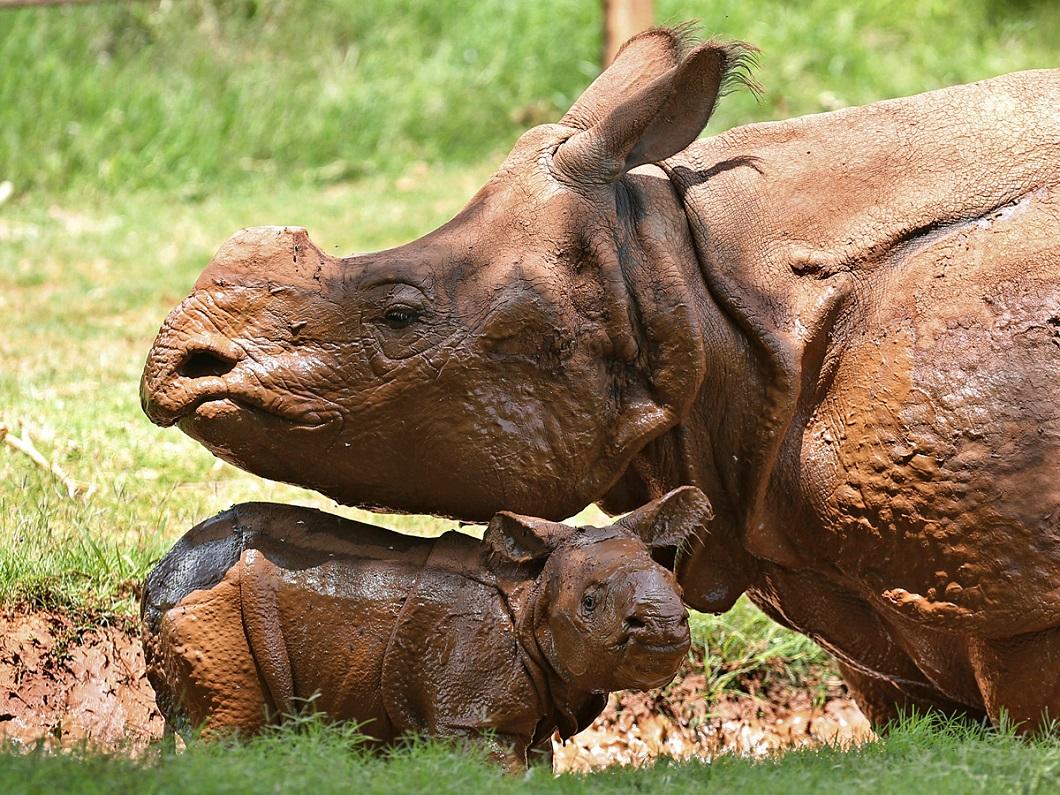 Фотография: Новорожденный детеныш индийского носорога и другие лучшие фото животных со всего мира за неделю №3 - BigPicture.ru