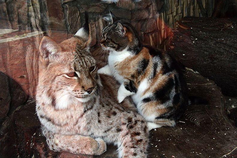 Фотография: Рысь и кошка — подруги из Ленинградского зоопарка №3 - BigPicture.ru