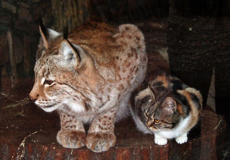 Фотография: Рысь и кошка — подруги из Ленинградского зоопарка №4 - BigPicture.ru