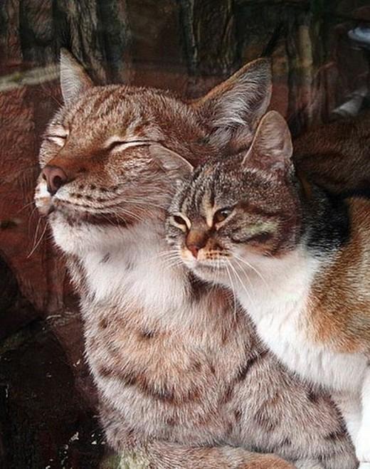 Фотография: Рысь и кошка — подруги из Ленинградского зоопарка №5 - BigPicture.ru