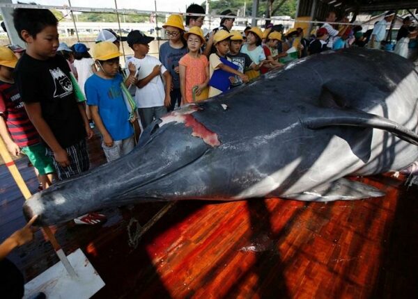 Японские китобои разделали кита перед толпой школьников