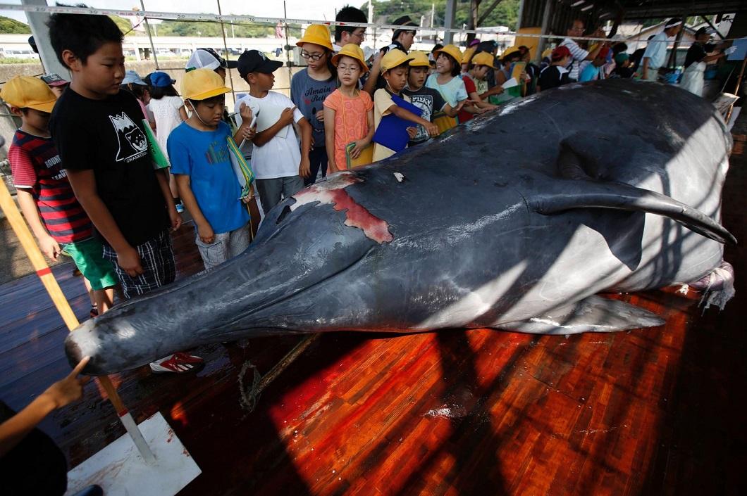 Фотография: Японские китобои разделали кита перед толпой школьников №2 - BigPicture.ru