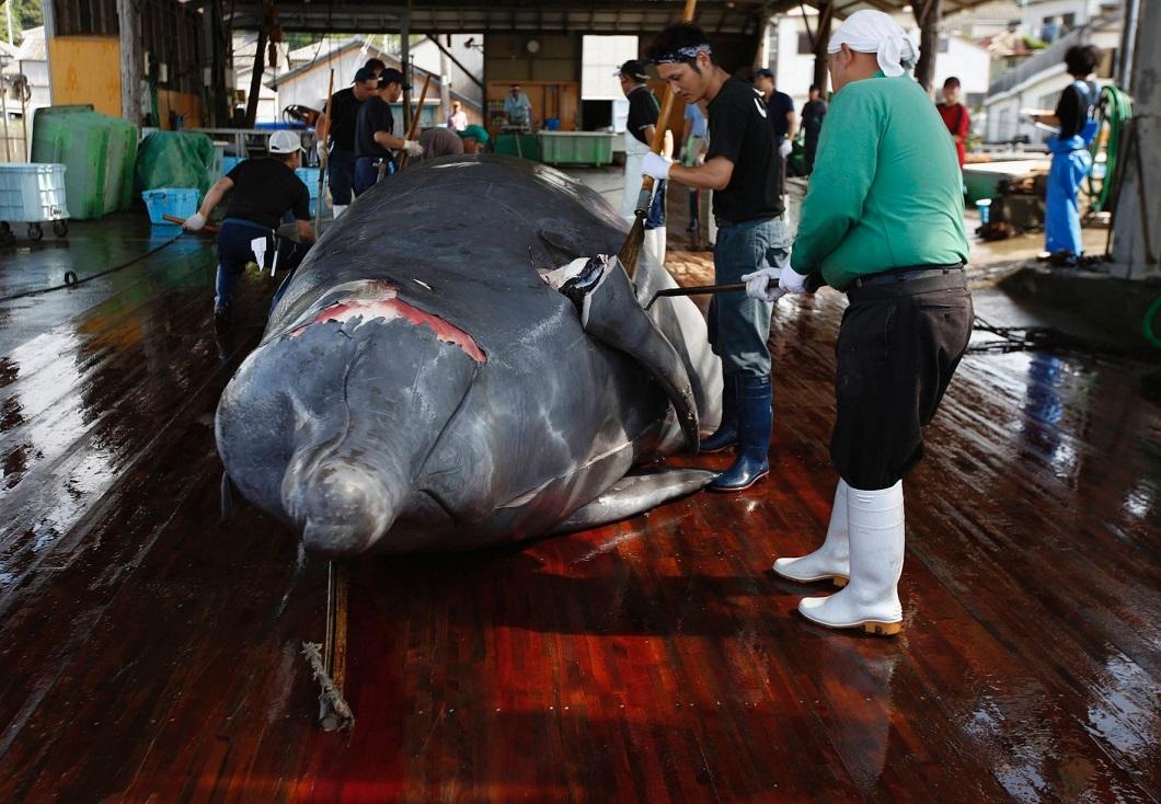 Фотография: Японские китобои разделали кита перед толпой школьников №3 - BigPicture.ru