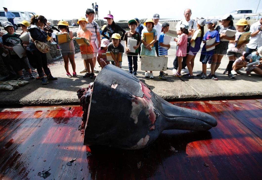 Фотография: Японские китобои разделали кита перед толпой школьников №4 - BigPicture.ru
