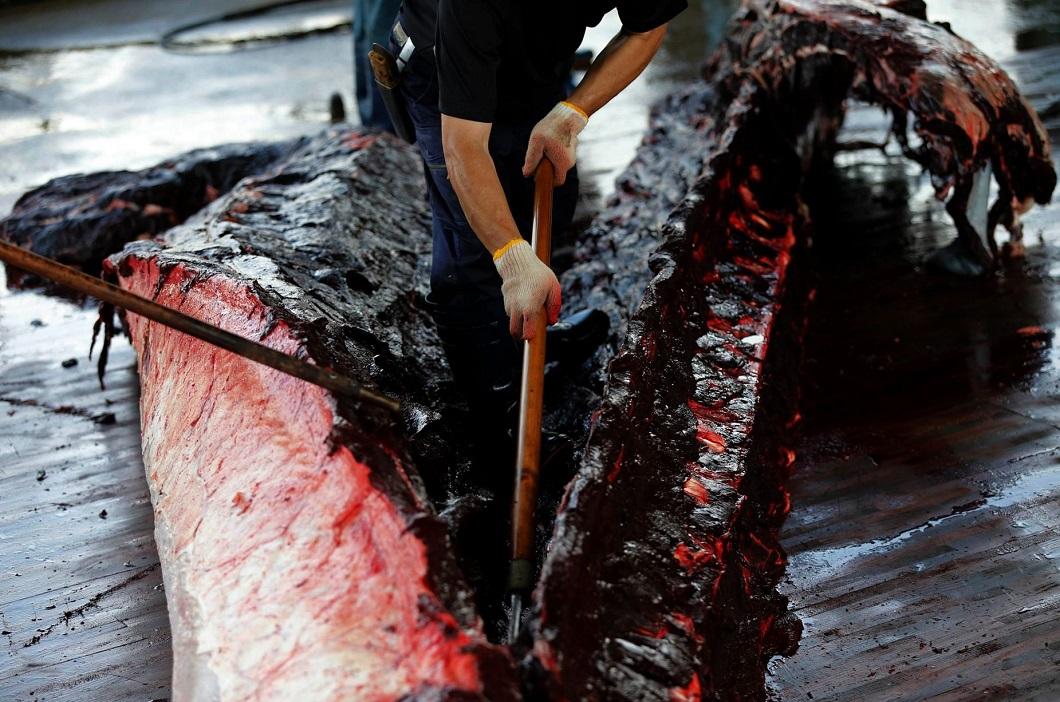 Фотография: Японские китобои разделали кита перед толпой школьников №5 - BigPicture.ru