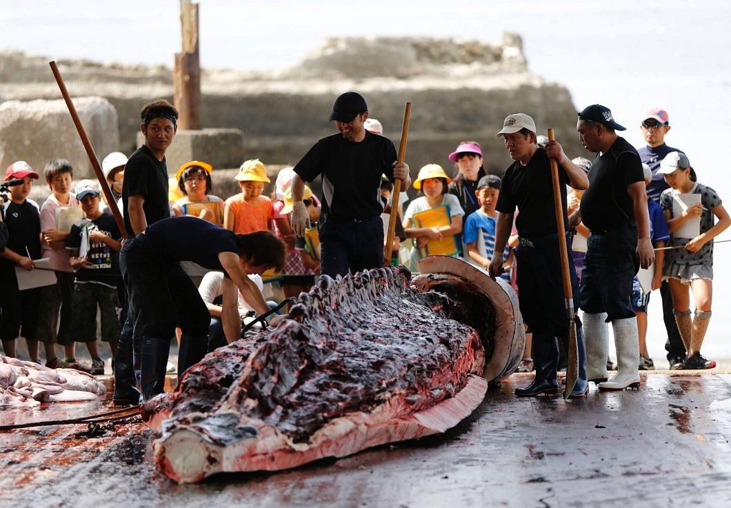 Фотография: Японские китобои разделали кита перед толпой школьников №8 - BigPicture.ru